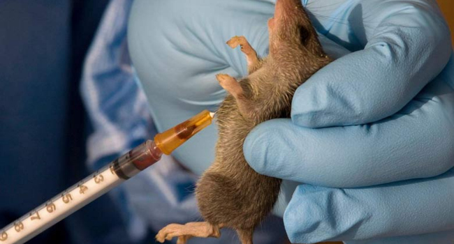 Nigeria Reports 906 Lassa Fever Cases Across 21 States, 106 LGAs
