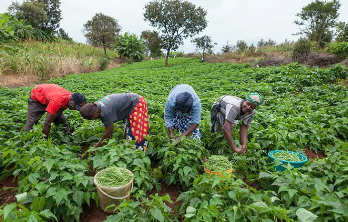 FG Launches N300,000 Interest-Free Loans for 22,000 Farmers Nationwide, Opens Portal in All 774 LGAs